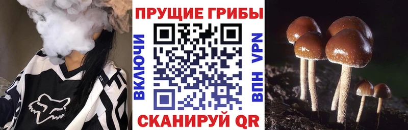 Галлюциногенные грибы Psilocybe  Кондопога 